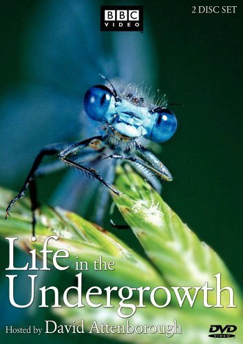 Thế Giới Côn Trùng | Life in The Undergrowth (2005)